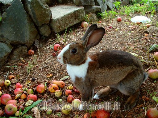 Coniglio